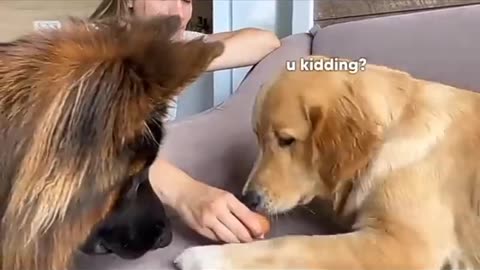 Dogs