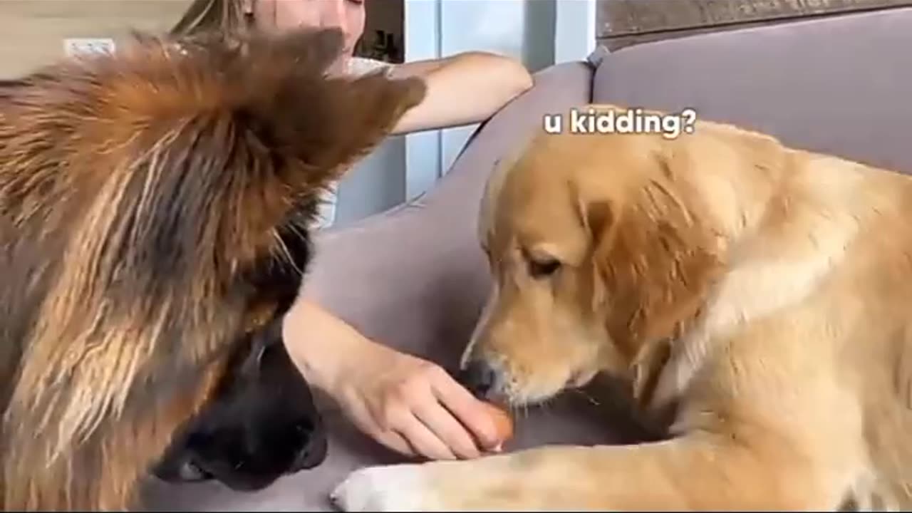 Dogs