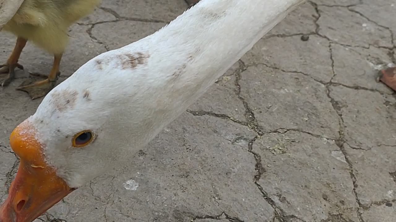 Duck 🦆