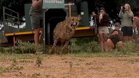 Cheetah Release 🤩 Selati Game Reserve is part of a cheetah