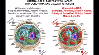 Bioage Microalgae Supplement