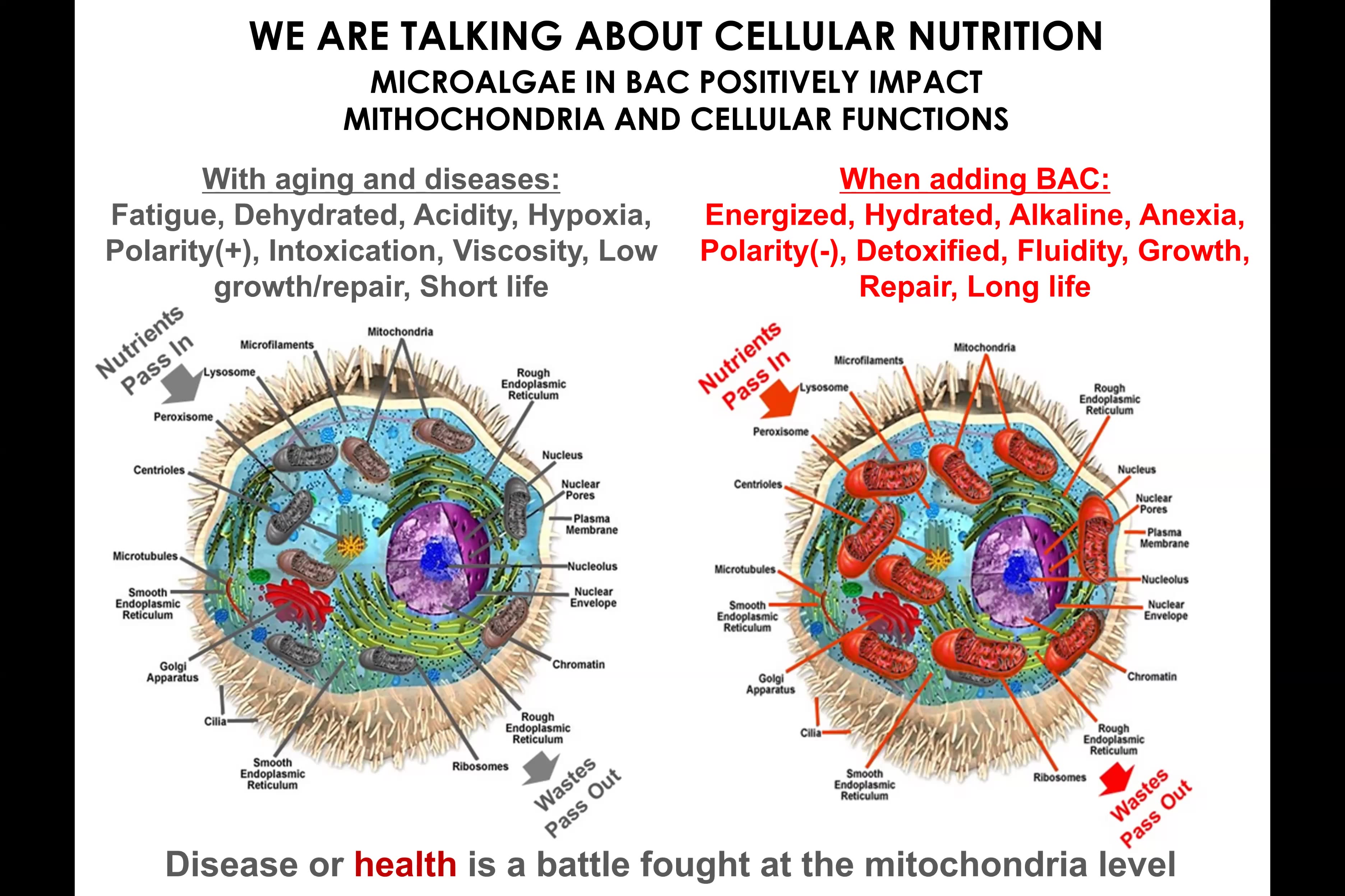 Bioage Microalgae Supplement