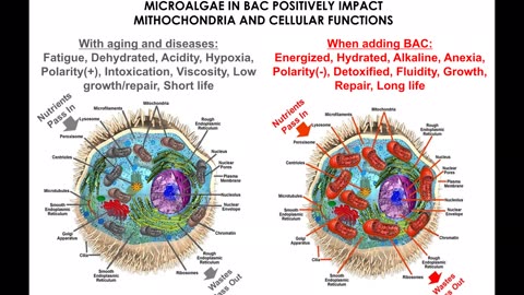 Bioage Microalgae Supplement