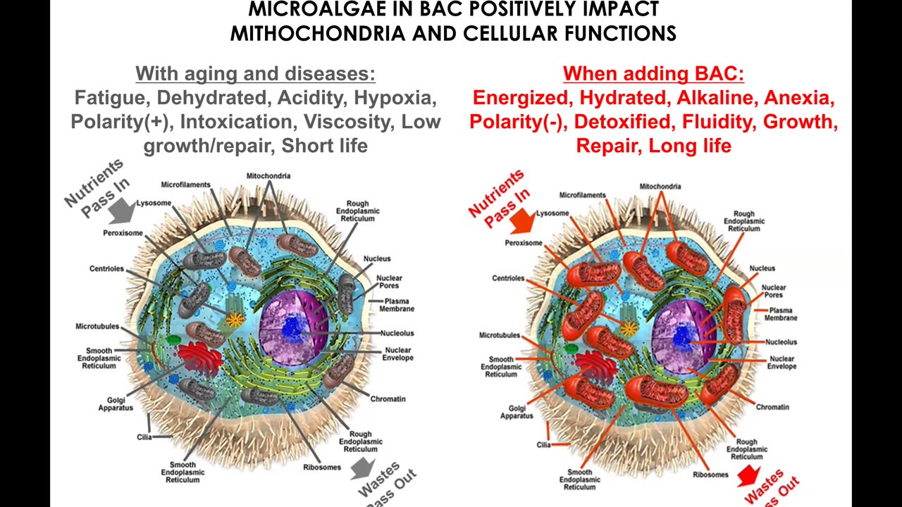 Bioage Microalgae Supplement