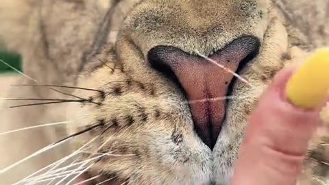 Good morning lion boops! Sahara, Sarabi, Timba & Vati 🦁❤️