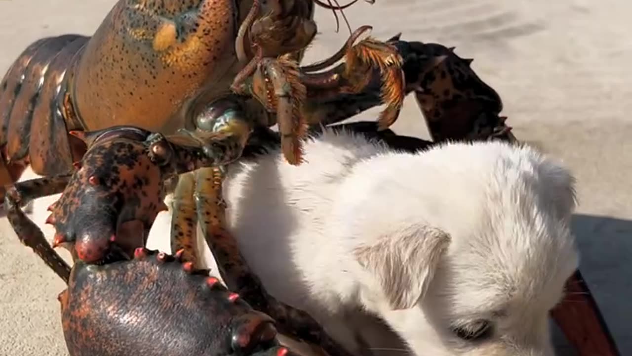 Lobster love little puppy