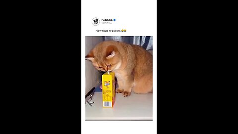 Cats drink juice