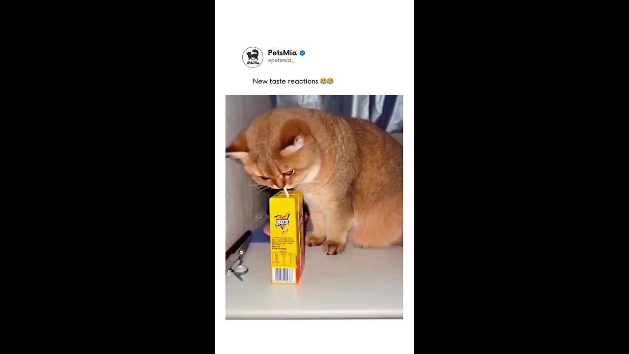 Cats drink juice