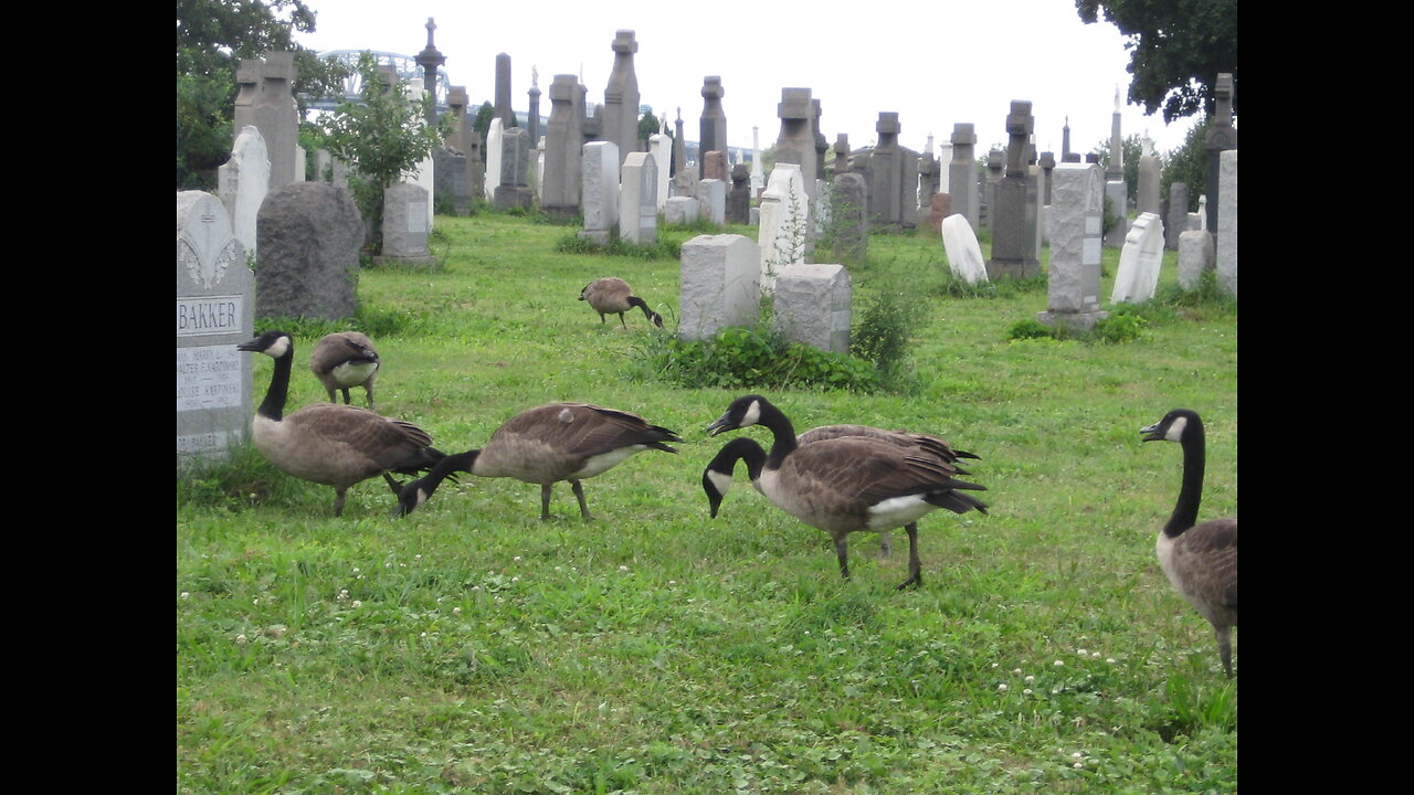Greenwood Cemetery in Brooklyn, N.Y. - www.geesebusters.com -