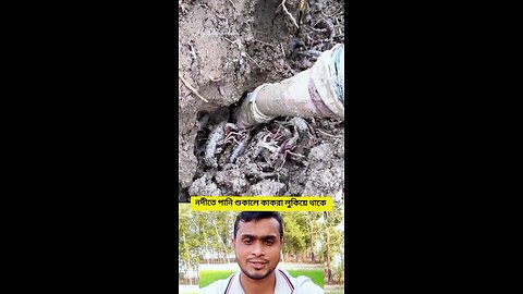 নদীতে পানি শুকালে কাকড়া লুকিয়ে থাকে #shorts #viral #funny #কাকড়া
