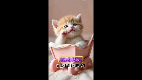 Cat singing #cat #cats #catsagram #catlove #family #follow #viral #animal #hashtags #happy #satisfy