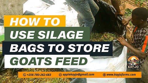 How To Use Silage Bags To Store Goats Feed | ep16 #goatfarming #farming