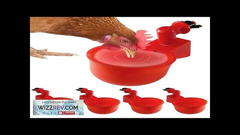 5pcs Automatic Chicken Watering Cups Plastic Poultry Waterer Cups Hanging Backyards Poultry Review