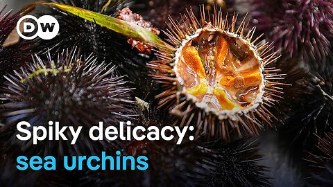 Sea urchins are a delicacy in France: Would you try them?