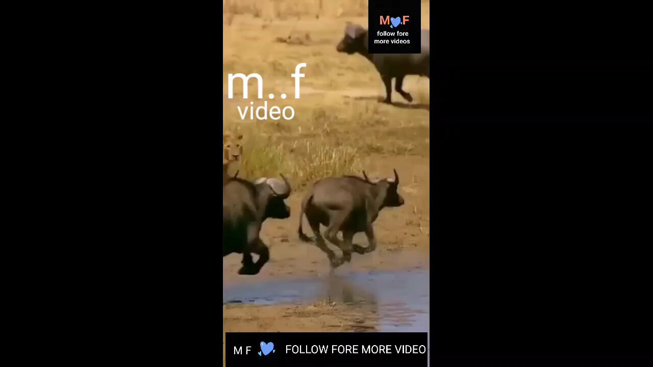 like comment and share video