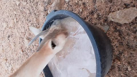 Funny Goats Drinking in a Hilarious Way You Won't Believe!