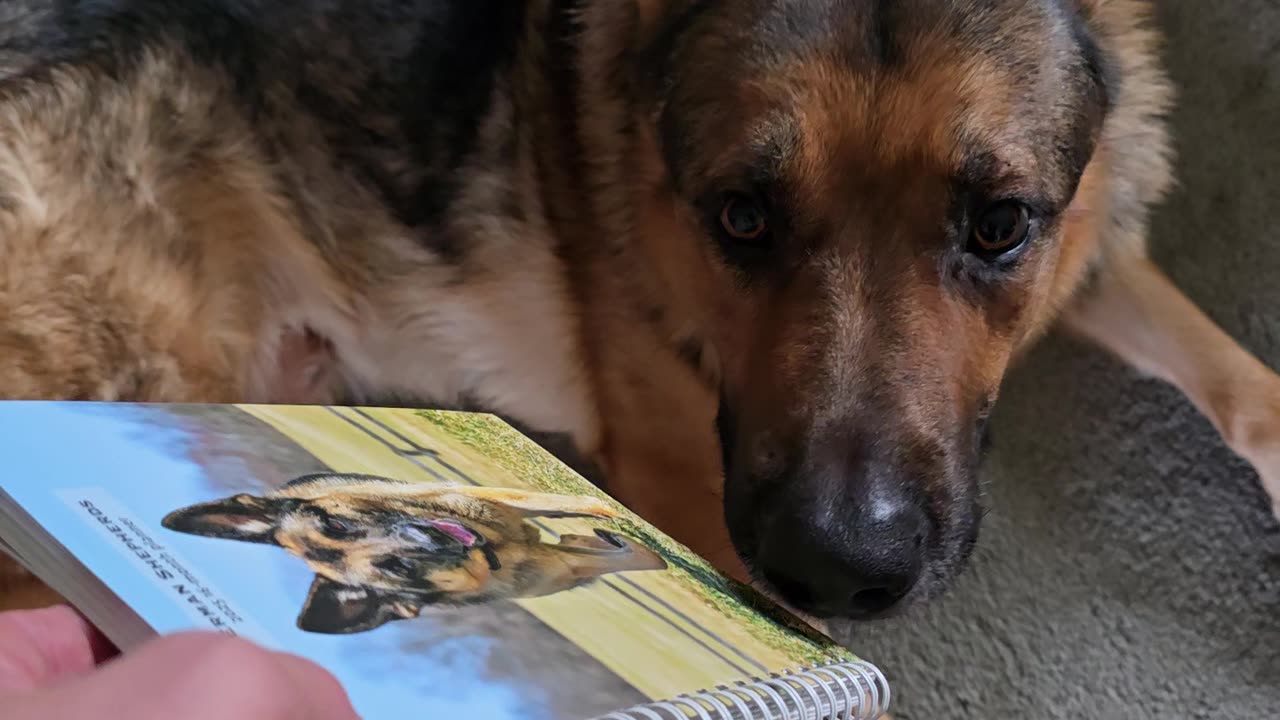 German shepherd planner.