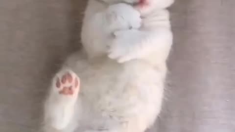 Too Cute to Handle! These Cats Will Make You Smile