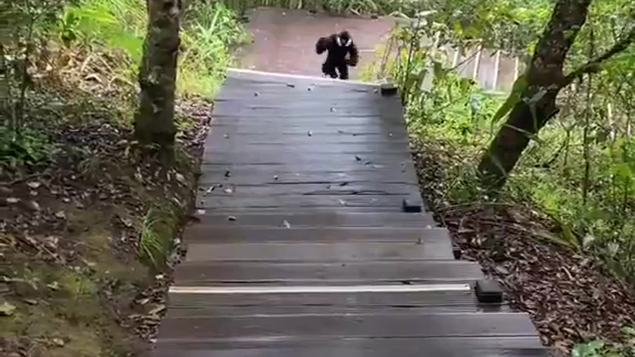 Why is bro so paranoid 🐵