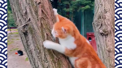 Cat Playing on a Tree Trunk