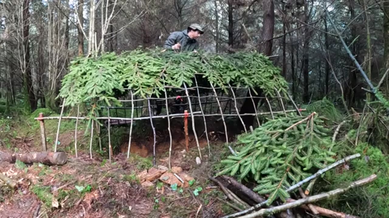 Building a stealth bushcraft survival shelter in the woods- Part 3 - Covert moss roof construction!