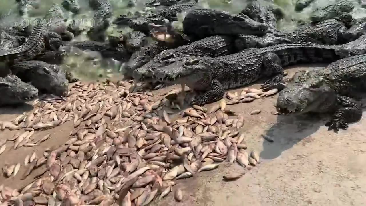How Farming Millions of Crocodiles for Meat and Skin in China - Crocodile Farm Harvest Technology