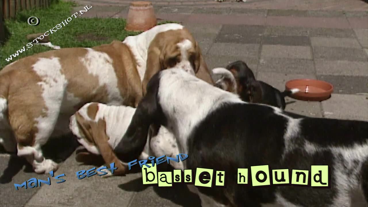 Basset Hound puppies