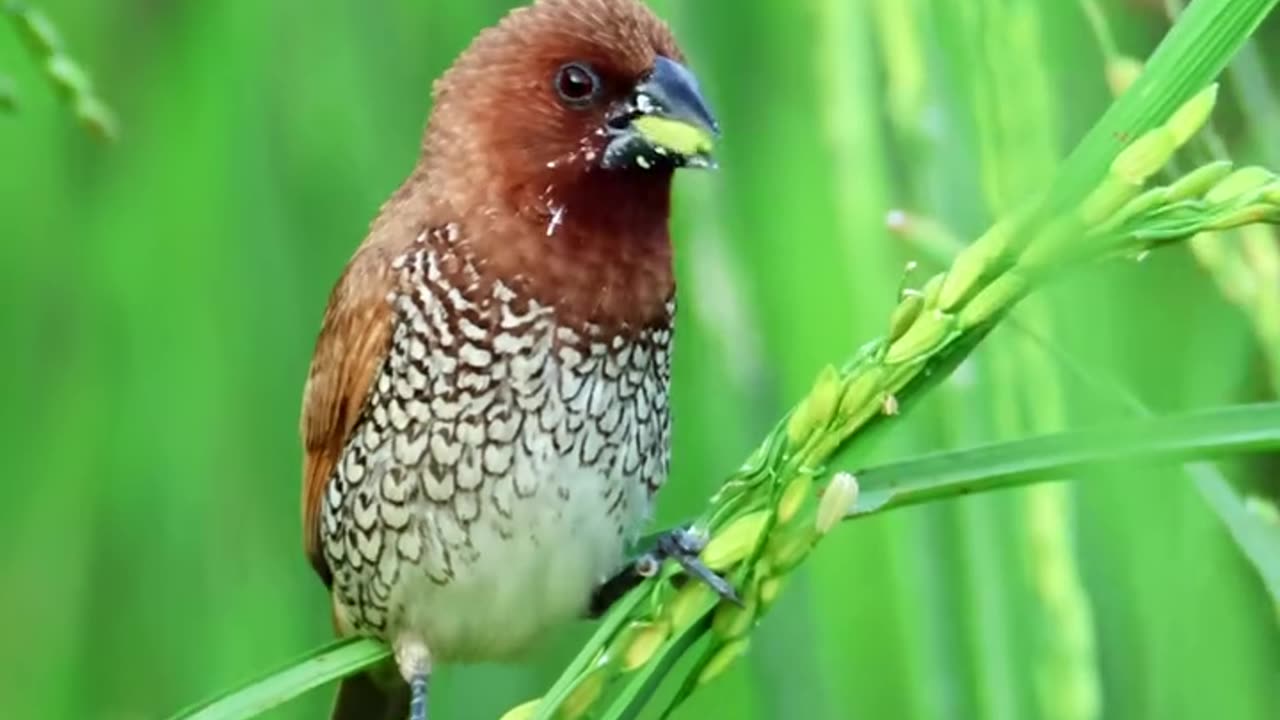 Munia Drinking rice milk