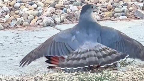 The Hawk and its Woodpecker Prey.🦅🐦🌳