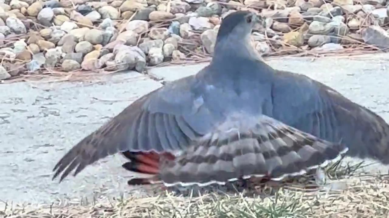 The Hawk and its Woodpecker Prey.🦅🐦🌳