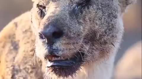 18-year-old lioness Mathata believed to be one of the oldest in the wild