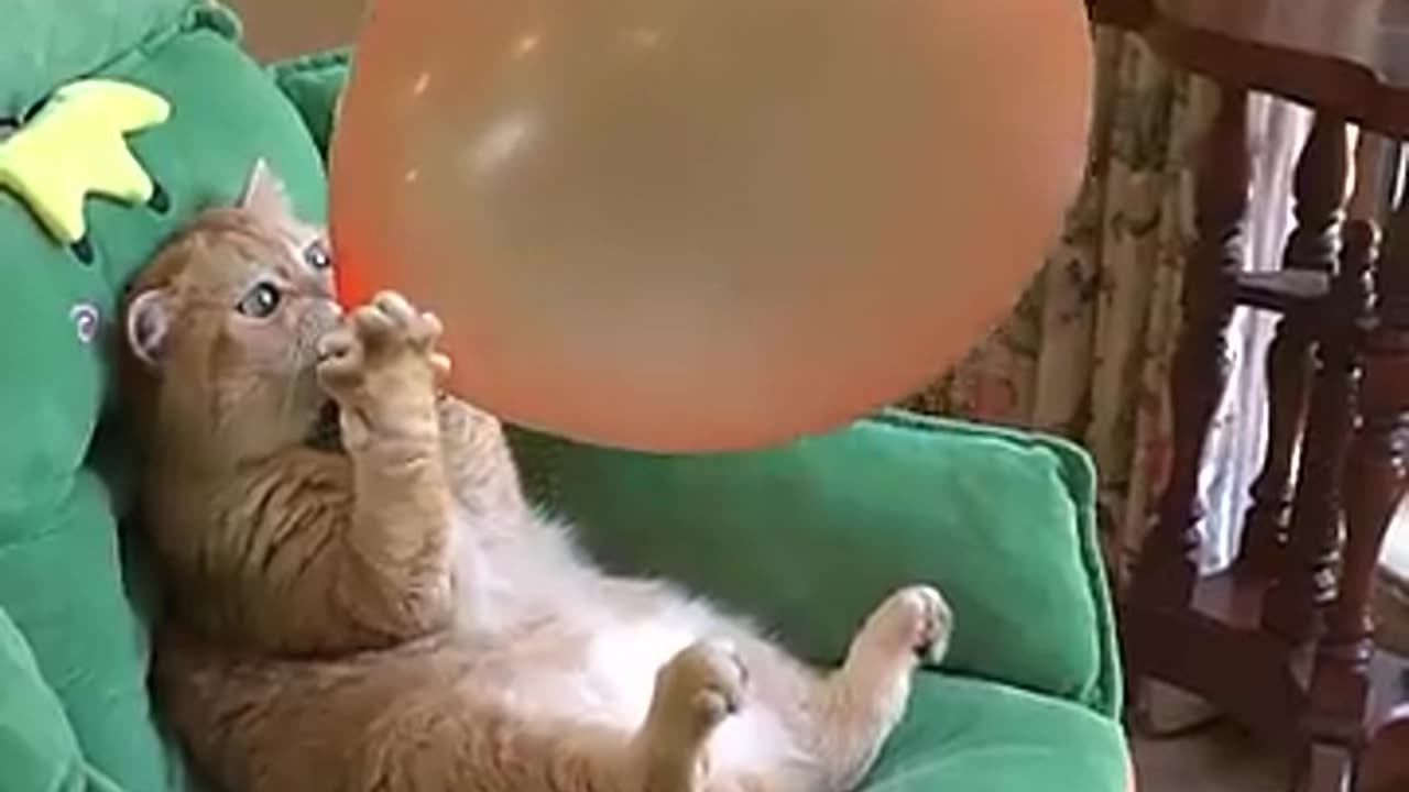 cat plying with baloons.