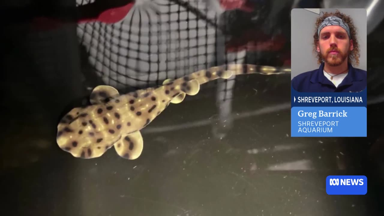 Baby swell shark hatches in an all-female aquarium tank