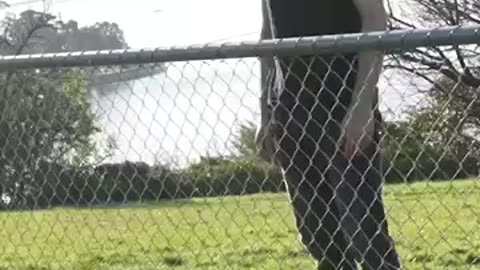 How animals get over a fence