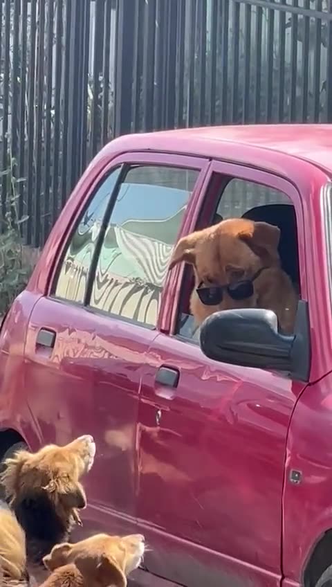 Big dog in the neighborhood 😊