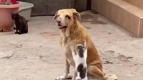 2 helping cats and dogs