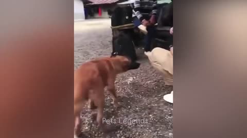 Funniest Animals 2025 😂 New Funny Cats and Dogs Videos 😻🐶