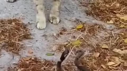 Epic Showdown: Brave Cat vs. Fierce Snake!