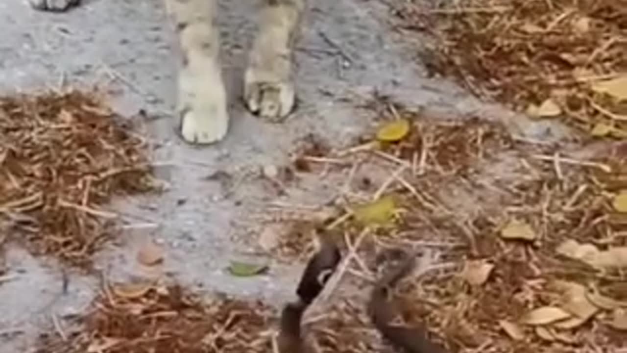Epic Showdown: Brave Cat vs. Fierce Snake!