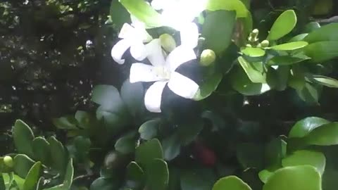 White flowers orange jasmine, very pretty, some will still bloom [Nature & Animals]