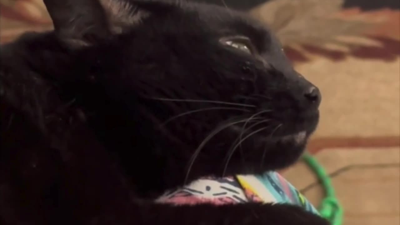 Cute Precious Piper is a Very Relaxed Lap Cat - Adopting a Cat from a Shelter Vlog #shorts