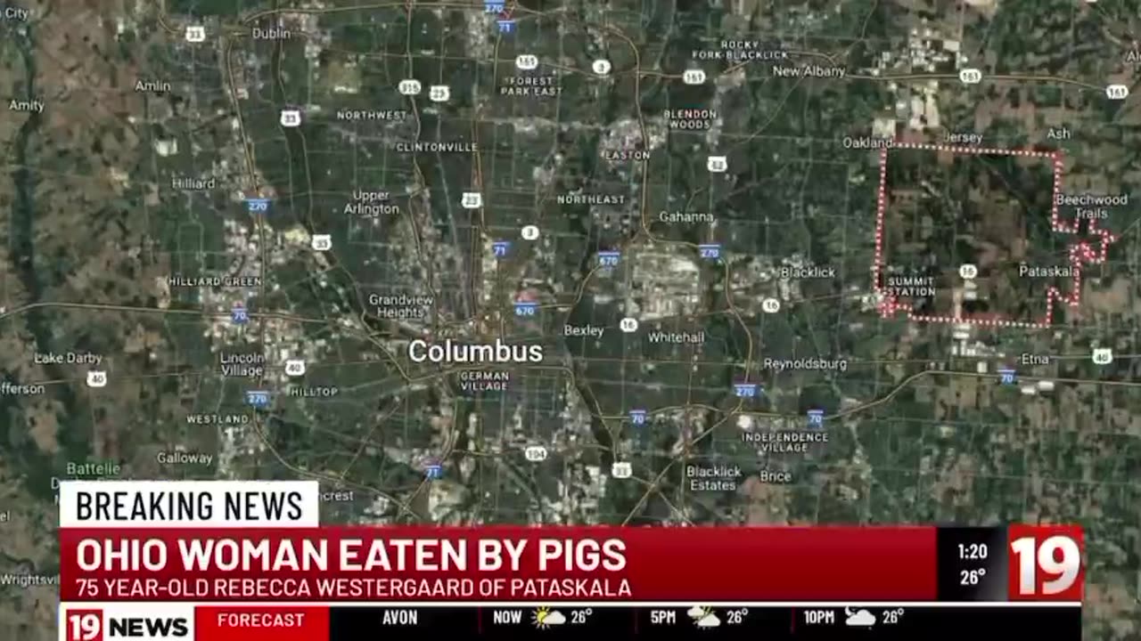 Police investigating a 75-year-old woman killed, eaten by neighbor’s pigs in Ohio.