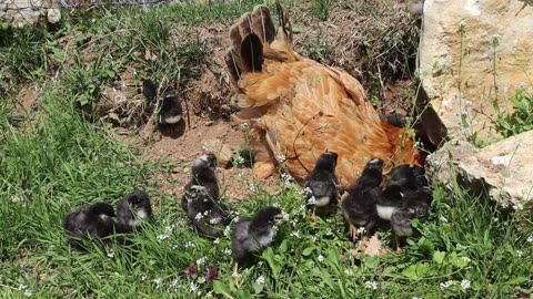 Mother hen and her chicks