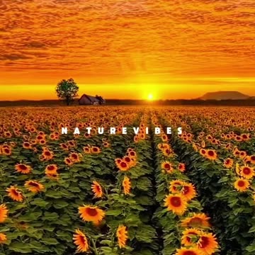 Beautiful nature place-flowers