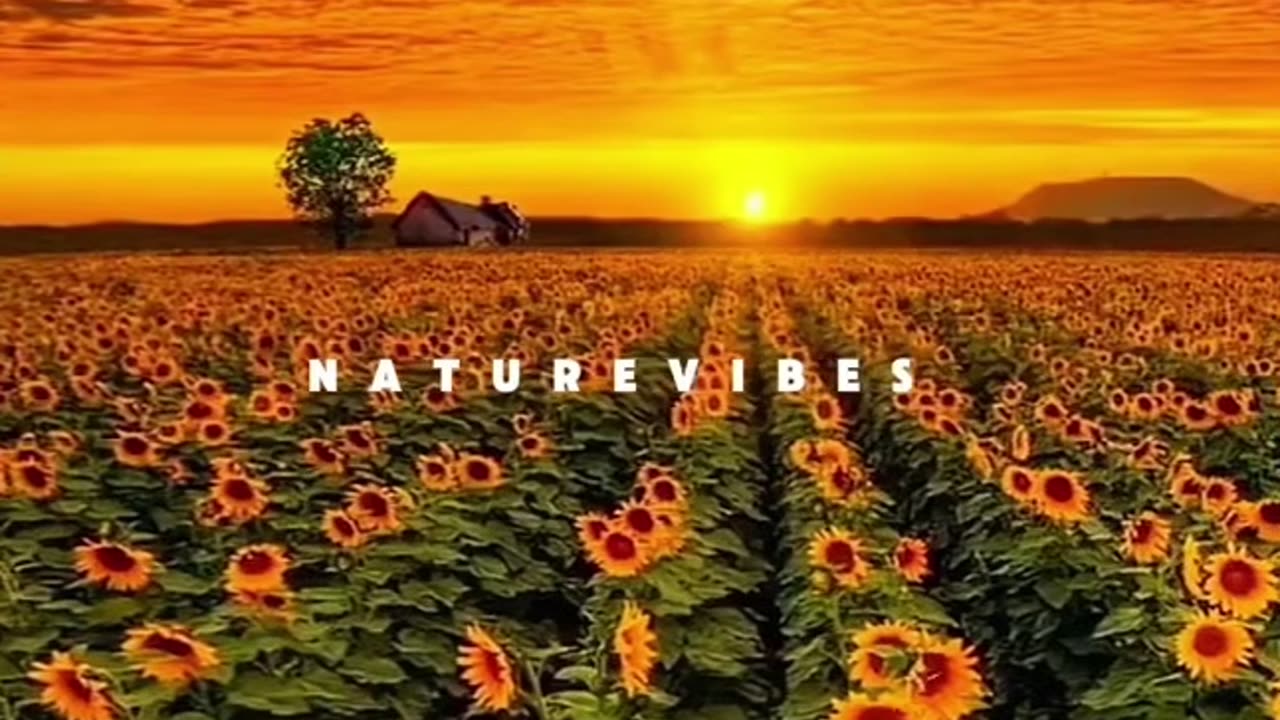 Beautiful nature place-flowers