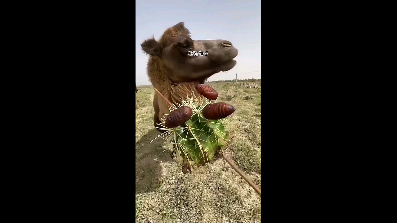 "Camel Enjoys Cactus Delight"