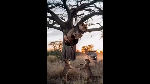 A Difficult Rescue in the Wild lioness Freed from Trap and Reunited with her cubs.