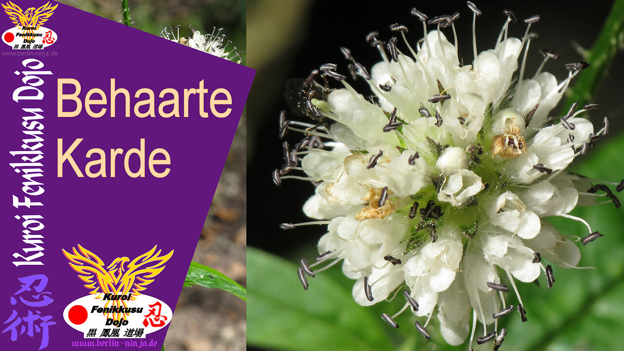 048 - Behaarte Karde