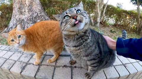 I met a brown tabby cat in the park. When I stroked its back, it licked me back, so cute.