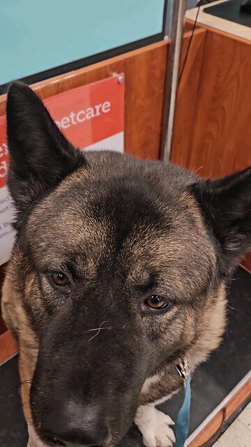 125 lbs American Akita